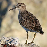 Least Sandpiper