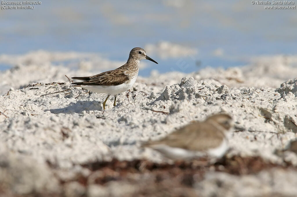 Least Sandpiperadult post breeding, identification, walking