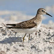 Least Sandpiper