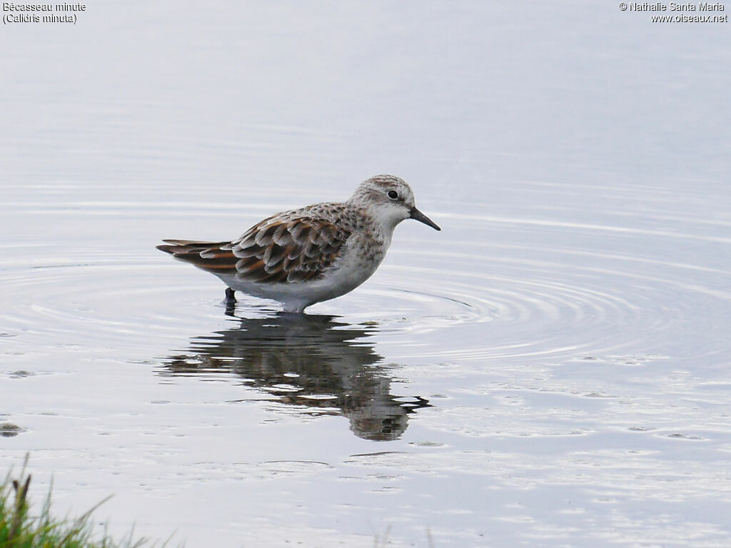 Little Stintadult breeding, identification, aspect, walking, Behaviour