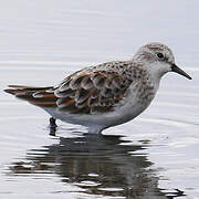 Little Stint