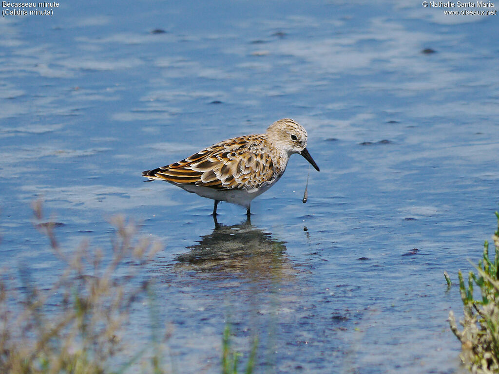 Bécasseau minuteadulte nuptial, identification, composition, marche