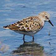 Little Stint