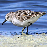 Little Stint