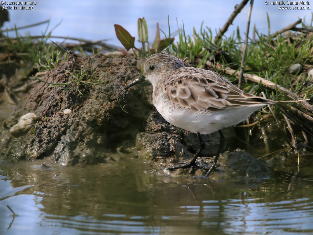 Bécasseau minutejuvénile, identification, habitat, marche, Comportement