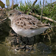 Little Stint