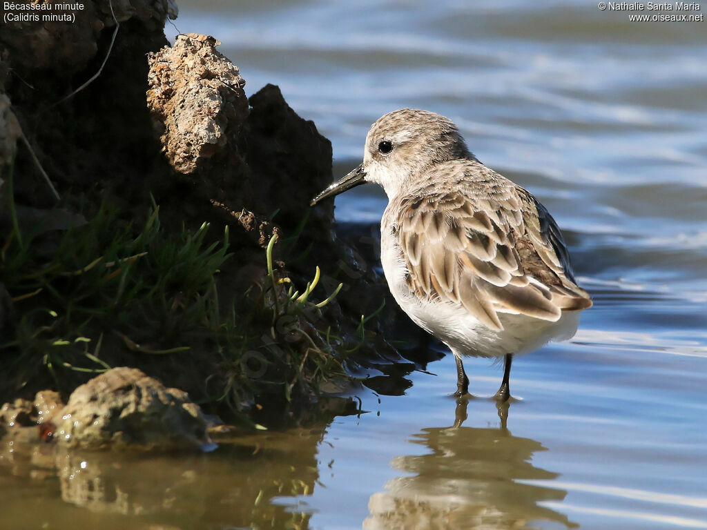 Bécasseau minute, identification, habitat, Comportement