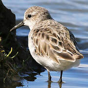 Little Stint