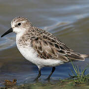 Little Stint