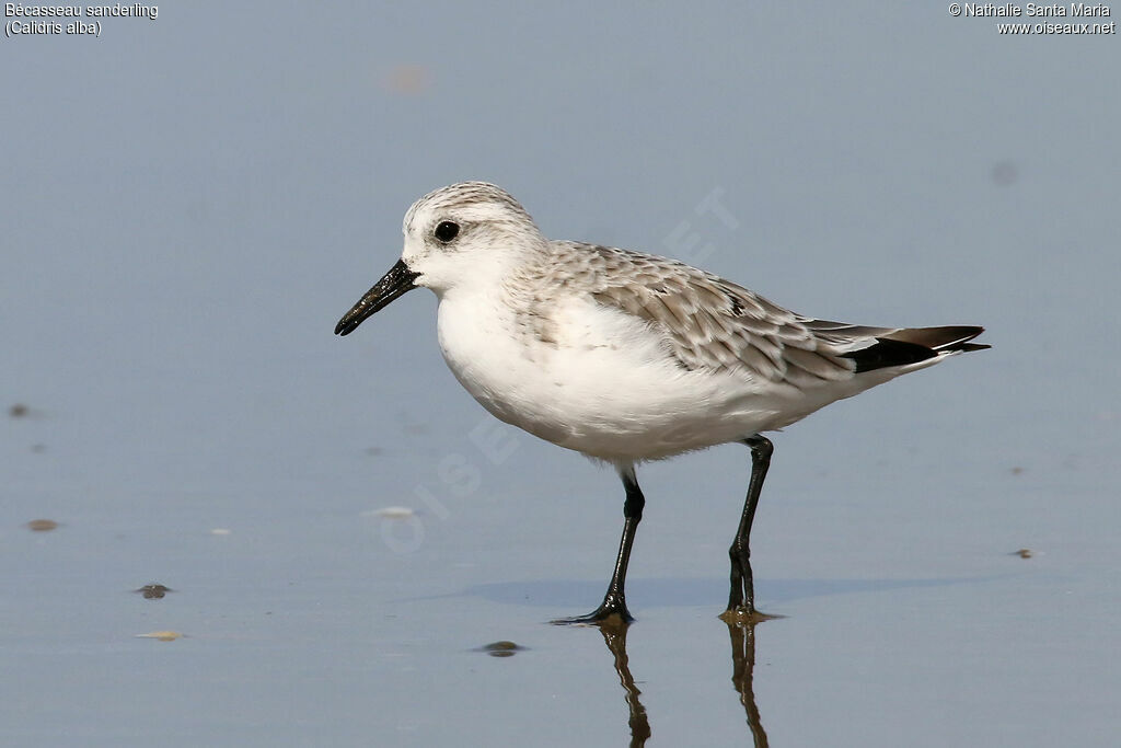 Bécasseau sanderling, identification