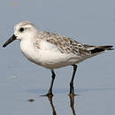 Bécasseau sanderling