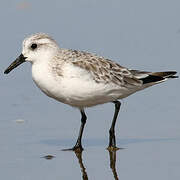 Sanderling