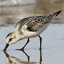 Bécasseau sanderling