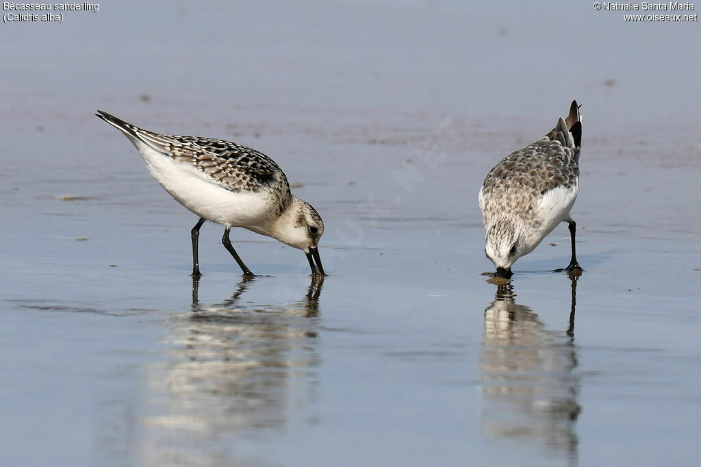 Bécasseau sanderling, habitat, Comportement