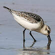 Bécasseau sanderling