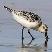 Bécasseau sanderling