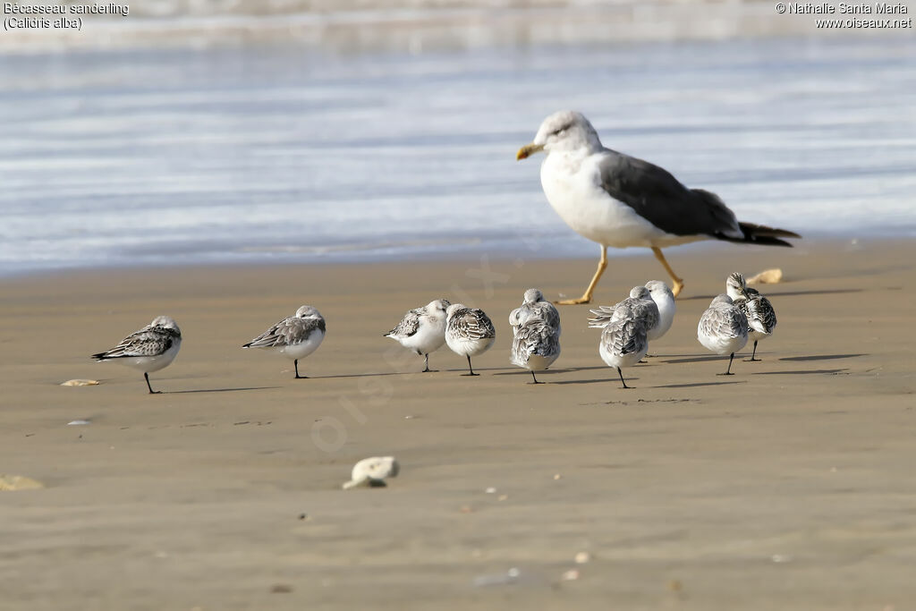Sanderlingadult, habitat, Behaviour