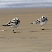 Bécasseau sanderling