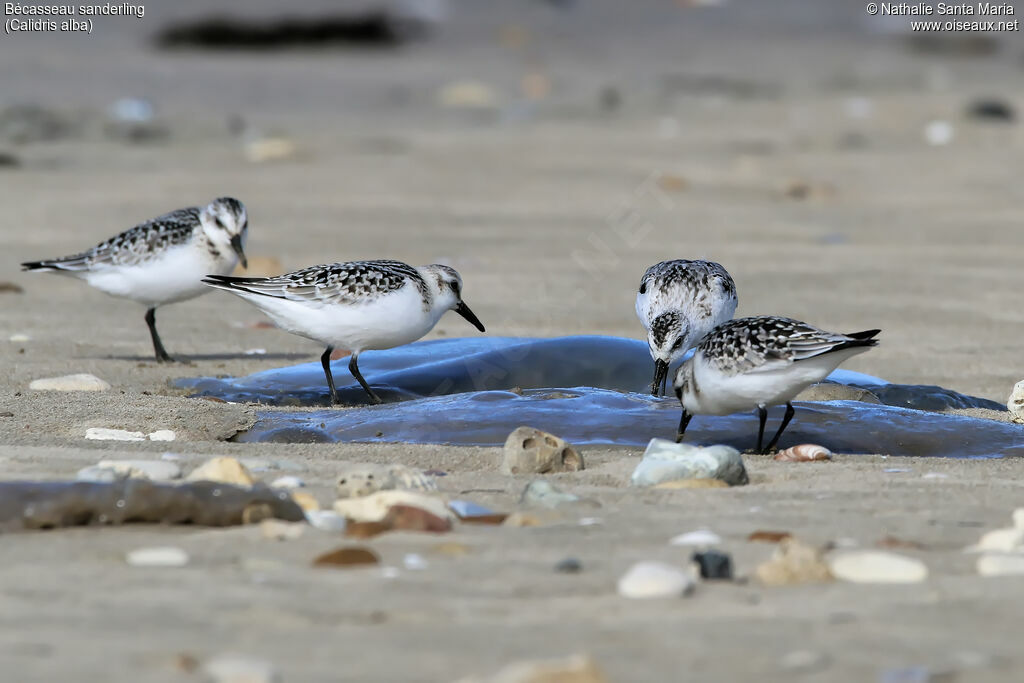 Sanderlingjuvenile, identification, feeding habits, eats