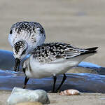 Bécasseau sanderling