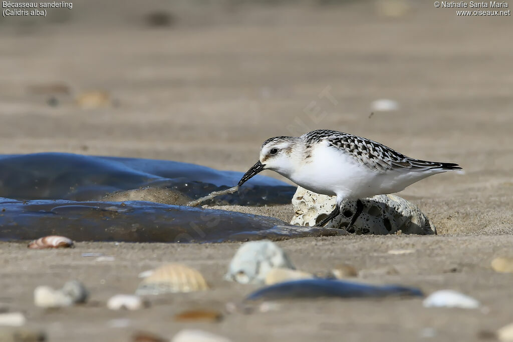 Sanderlingjuvenile, identification, feeding habits, eats