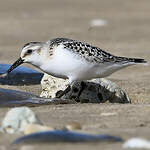 Bécasseau sanderling