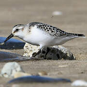 Sanderling