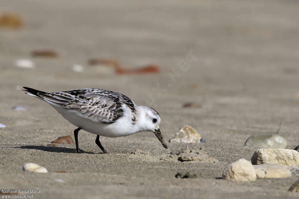 Bécasseau sanderling1ère année, identification, marche