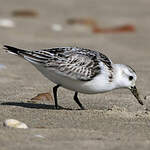 Bécasseau sanderling