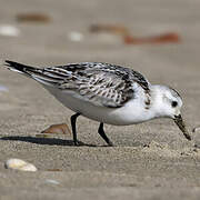 Sanderling