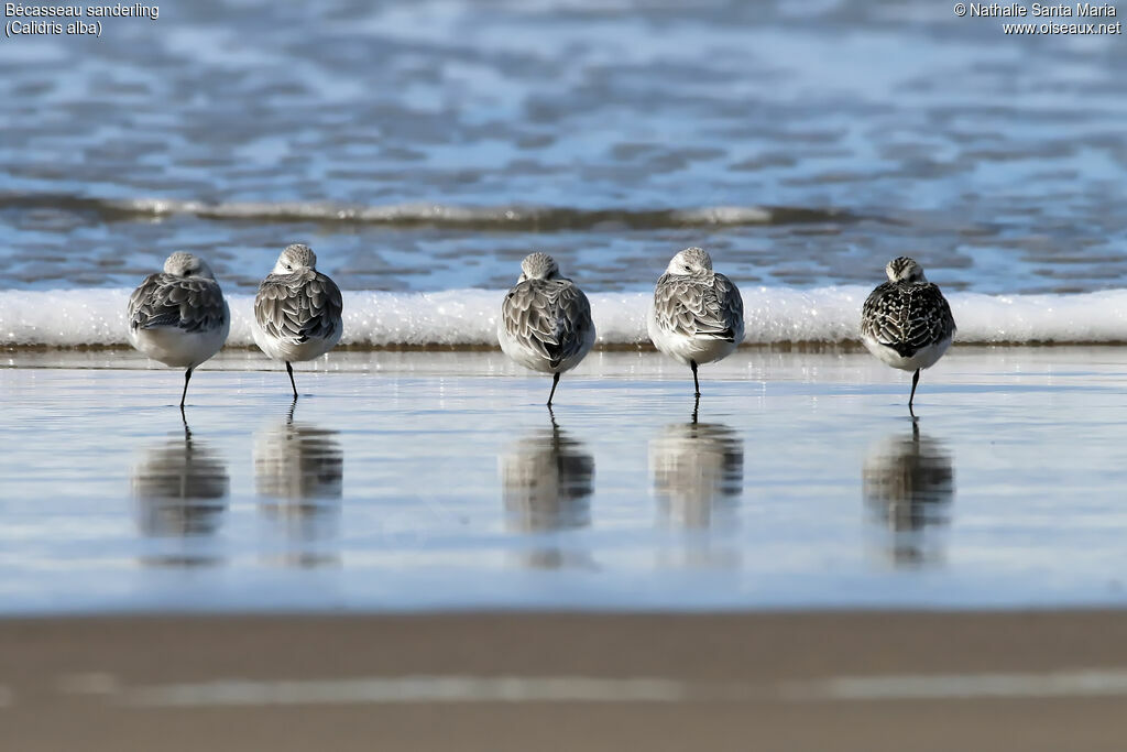 Sanderlingadult, identification, Behaviour