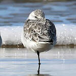 Bécasseau sanderling