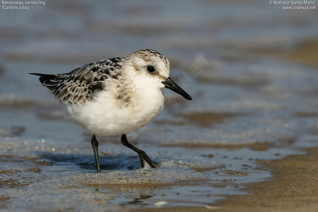 Bécasseau sanderling, identification, habitat, marche