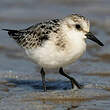 Bécasseau sanderling