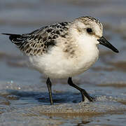 Sanderling