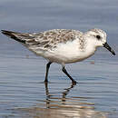 Bécasseau sanderling