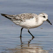 Sanderling