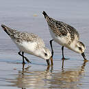 Bécasseau sanderling