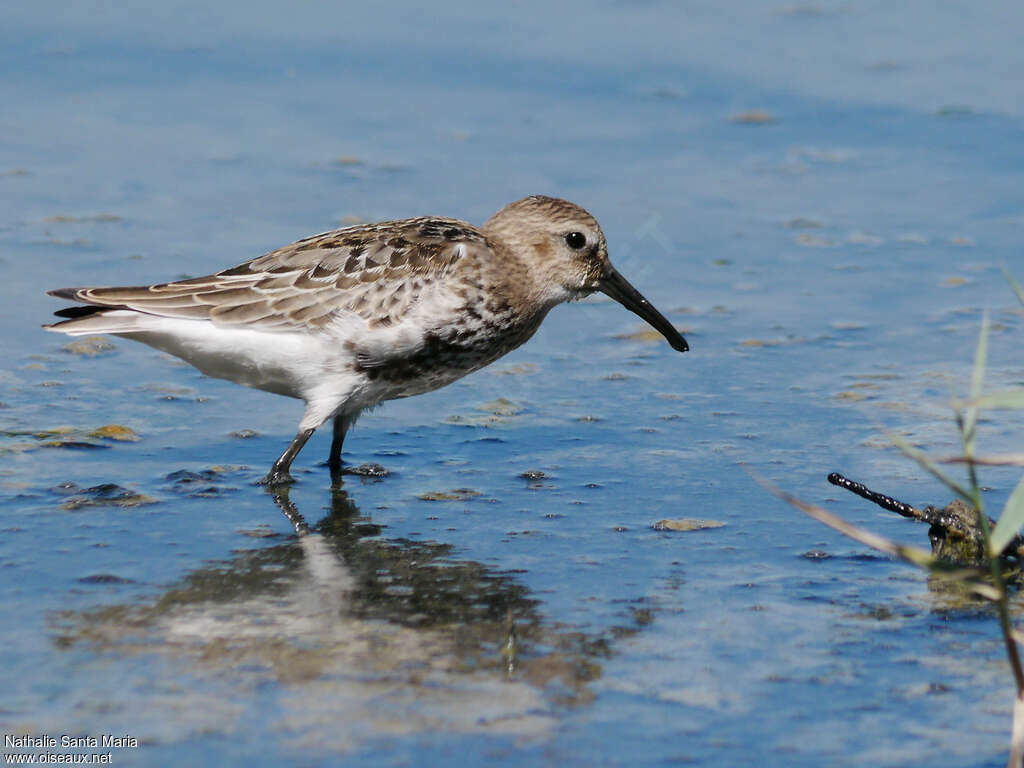 Dunlinadult transition, moulting, walking