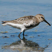 Dunlin