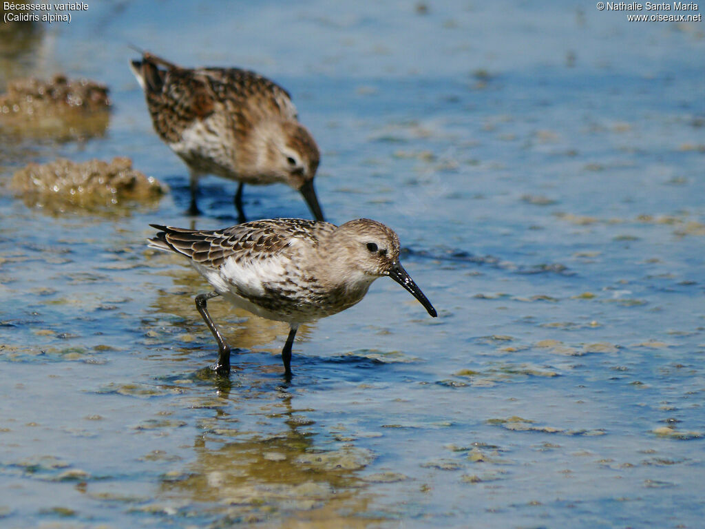 Dunlinjuvenile, identification, walking, Behaviour