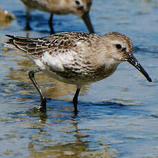 Bécasseau variable