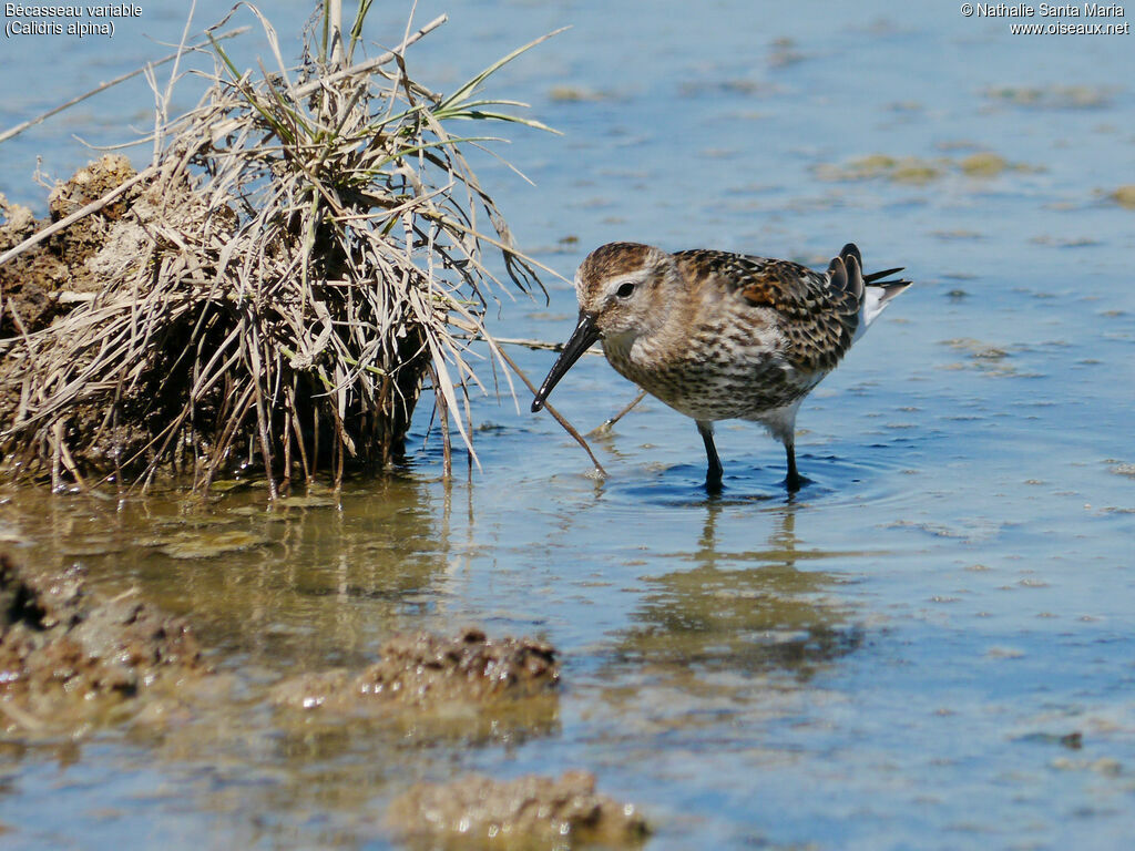 Dunlinjuvenile, identification, aspect, walking, Behaviour