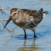 Dunlin