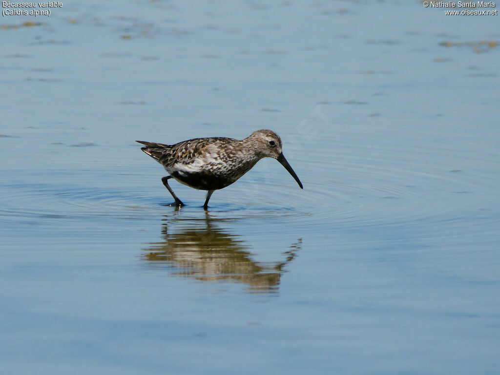 Dunlinadult breeding, identification, walking