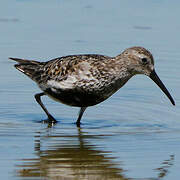 Dunlin