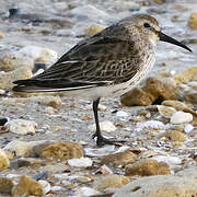 Dunlin