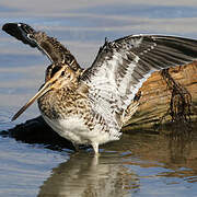 Common Snipe