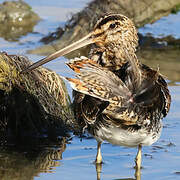 Common Snipe