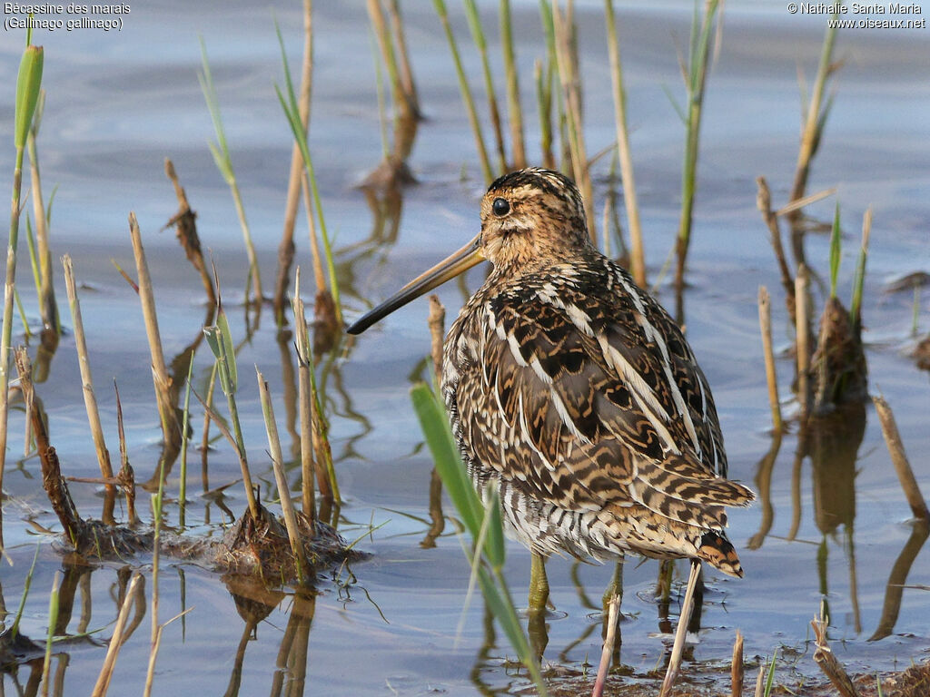 Common Snipeadult, identification, habitat, camouflage